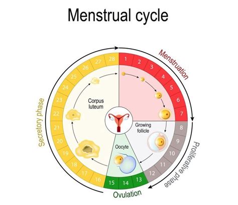 Ciclo Menstrual Y Cu Les Son Sus Fases Instituto Dra G Mez Roig