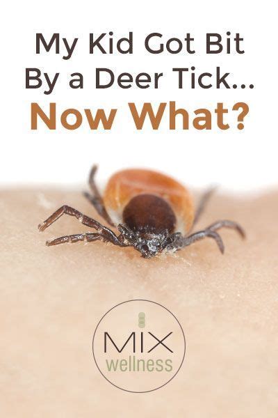 How Do You Get Rid Of A Tick Bite Granuloma Howtoremvo