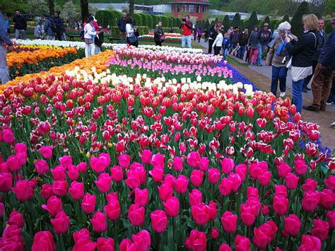 Tourist Guide Of Keukenhof Garden Of Tulip Flowers In Netherlands