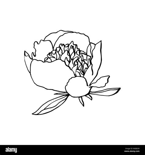 Hand Drawn Peony Flower Floral Design Element Isolated On White