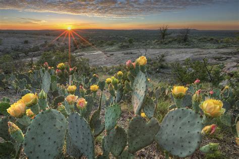 Texas Hill Country Images Prickly Pear Cactus At Sunset 1 Photograph