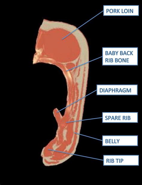 The normal liver lies deep to ribs 7 to 11 on the right side and crosses the midline toward the left nipple. BBQ Anatomy 101: Pork Ribs - Texas Monthly