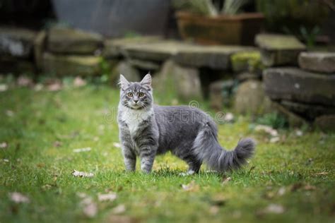 Young Fluffy Longhair Cat Standing In The Back Yard Stock Photo Image