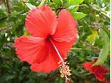 Photos of Red Trumpet Flowers