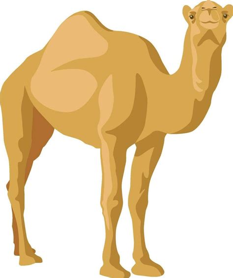 Dromedary Camel Illustrations 28150917 Vector Art At Vecteezy