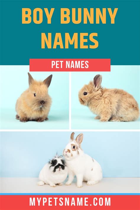 Boy Bunny Names Bunny Names Rabbit Names Funny Hamsters