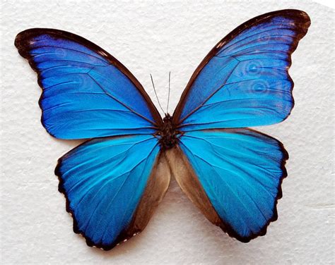 Real Blue Morpho Butterfly Framed In Double Glass Display 4999 Via