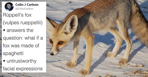 Check spelling or type a new query. Guy Rates All The Different Types Of Foxes And it's Truly ...