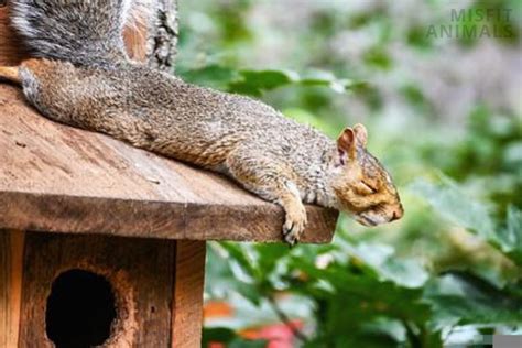How And Where Do Squirrels Sleep Squirrel Sleeping Habits