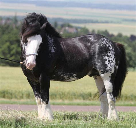 World S 10 Most Beautiful Draft Horse Breeds And Heav