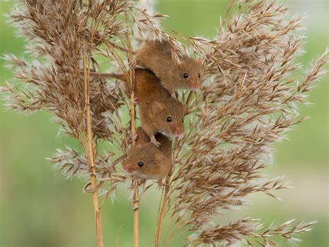 Mice Animal Summer Mouse Green Rodent Hd Wallpaper Pxfuel