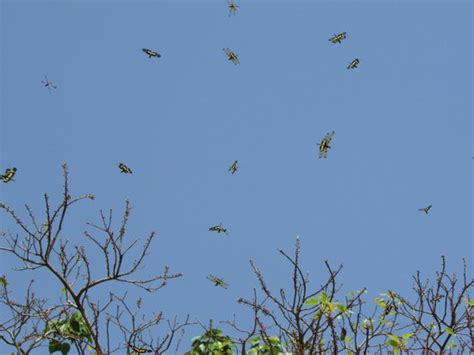 Dragonfly Swarms Picture Of Citadel Of Sigiriya Lion Rock Sigiriya