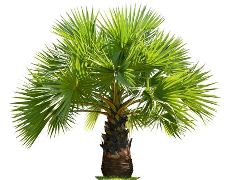 15 Perfect Small Florida Palm Trees Garden Lovers Club Palm Trees