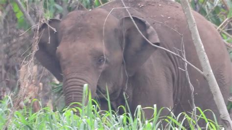 ช้างป่าทองผาภูมิ ตอน ช้างน้อยจอมซน - YouTube
