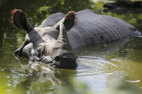 Rhino Population Increase In Nepal Save The Rhino