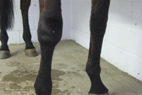 Understanding Inflammation In Horses And How Medivet Acs Counters It