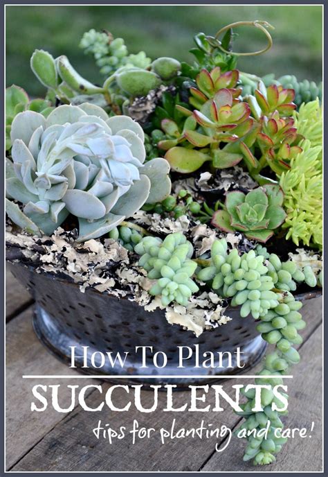 How To Plant Succulents Beautifully Stonegable