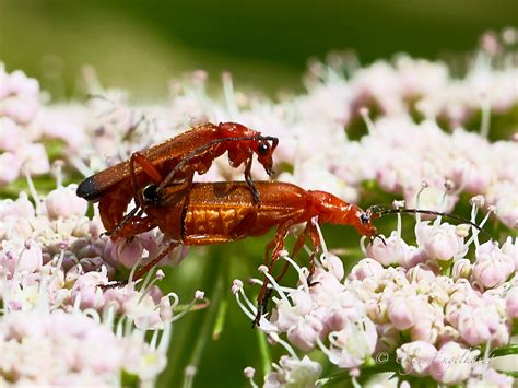 Common Red Soldier Beetle Rhagonycha Fulva Olga Engelhardt Flickr