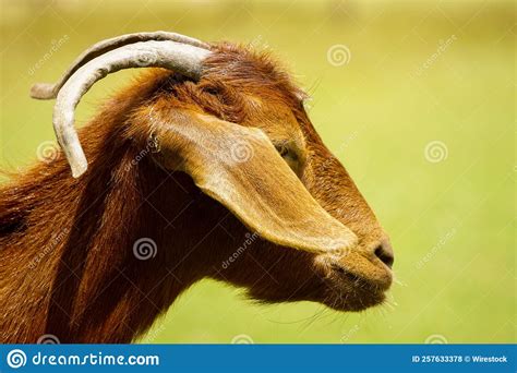 Side Portrait Of A Brown Goat On A Pasture Stock Photo Image Of