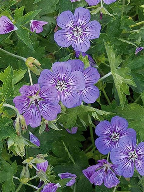 Geranium Havana Blues Cranesbill Perennial Geranium Short Early Summer To Early Fall