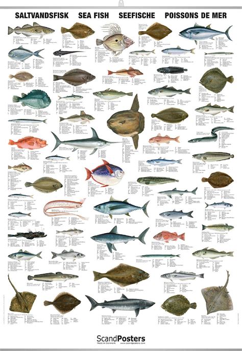 Saltwater Fish Chart Poster With Sea Fish Worldwide Delivery