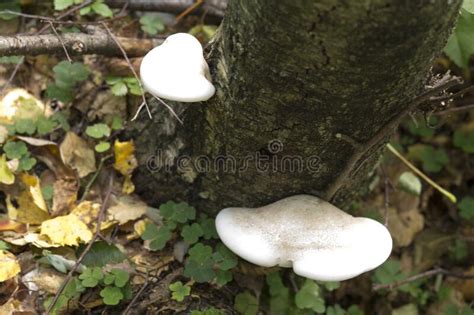 Not Edible Mushrooms In The Wood Stock Photo Image Of
