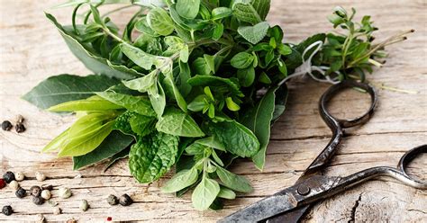 Herbs To Treat Gout How To Use Herbs To Improve Health If You Have Gout