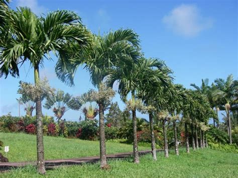 Hawaiian Palm Bezona Column Rare Palms Abound In Hawaiian Gardens
