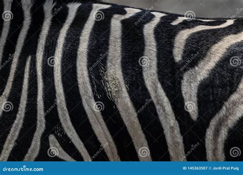 Striped Zebra Wild Animal Skin Close Up Stock Image Image Of Wildlife