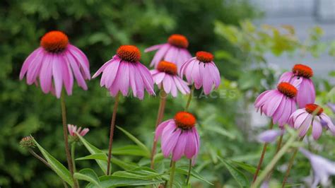 See more ideas about close up photography, flowers, flower photos. Echinacea Flowers Close Up Free Stock Footage | Motion Places