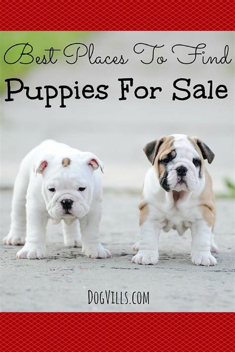 Best Places To Find Puppies For Sale - Dog Vills