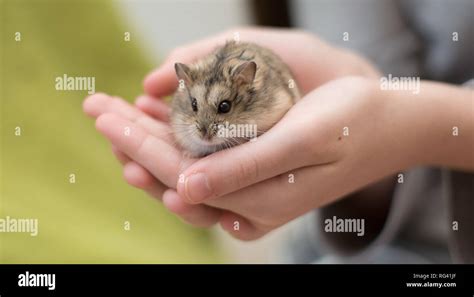 Young Girl Hamster Hi Res Stock Photography And Images Alamy