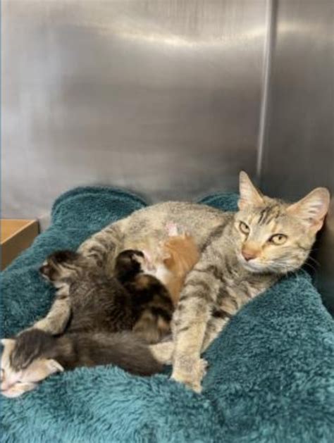 These adorable cats and dogs are ready for adoption in San Antonio