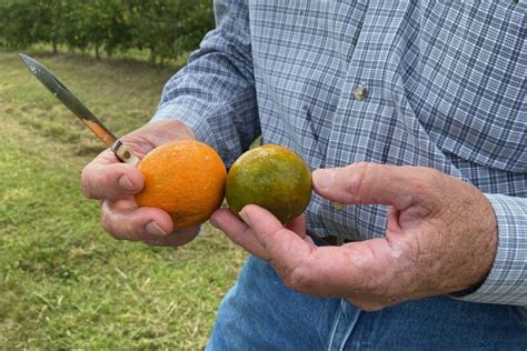 A Devastating Citrus Disease Finally Has A New Treatment Laist