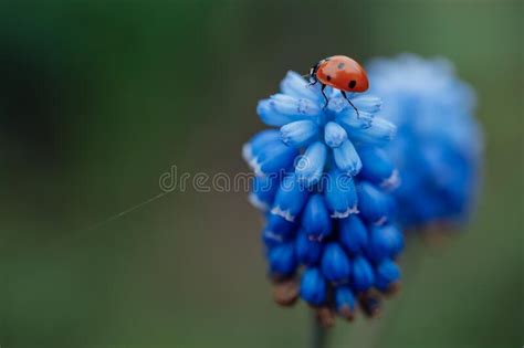 Ladybug In Spring On A Beautiful Blue Flower Stock Image Image Of