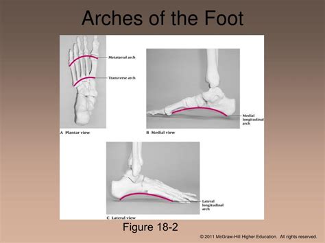 Ppt Chapter 18 The Foot Powerpoint Presentation Free Download Id