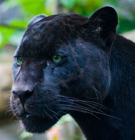 Jaguar Black Panther Cat Jaguar Animal Panther Pictures