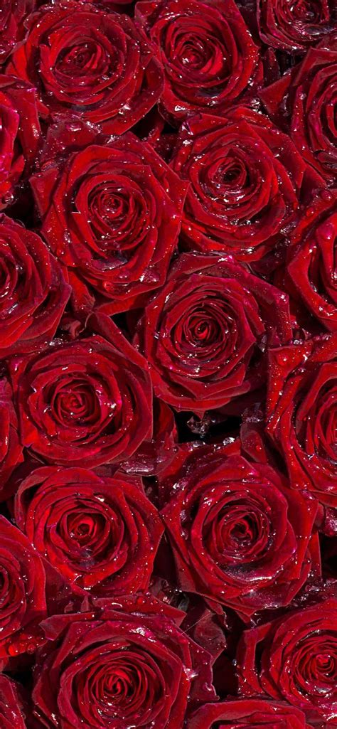 Check spelling or type a new query. red roses background wallpaper Iphone Pro Ma Wallpaper ...
