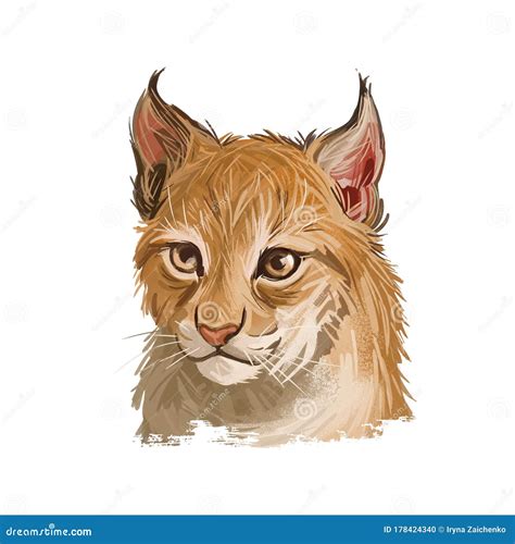Eurasian Lynx Royalty Free Illustration 13119111