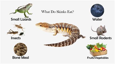 What Do Skinks Eat Feeding Nature