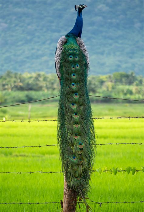 Indian Peafowl Birdwatching