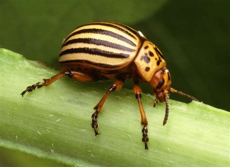 Are potato bugs bad for your garden. Middle Georgia Earth-Mover: Colorado Potato Beetles