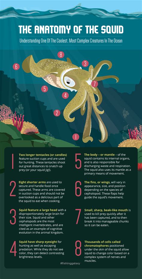 Giant squid is the common name for any of the very large squid comprising the genus architeuthis of the cephalopod family architeuthidae, characterized by very long arms and tentacles, small and ovoid fins, and a distinctive tentacular club structure. Fishing Tips. Follow us! #fishingtip #fishingart | Squid ...