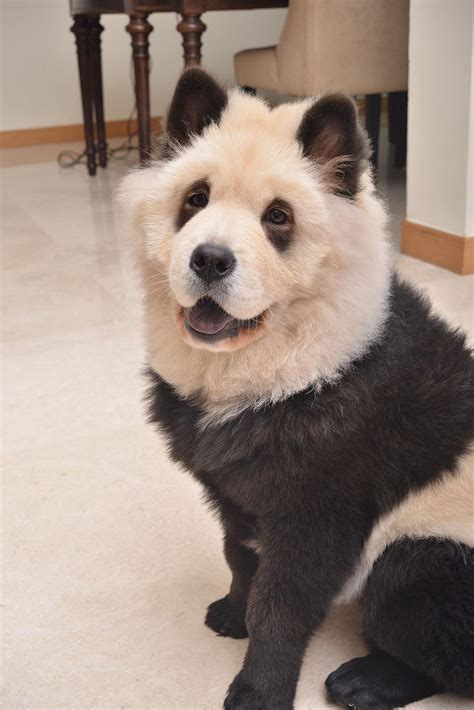 Photos Chow Chow Pups Bear Uncanny Resemblance To Panda Breed Komo