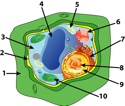 Labeling A Plant Cell