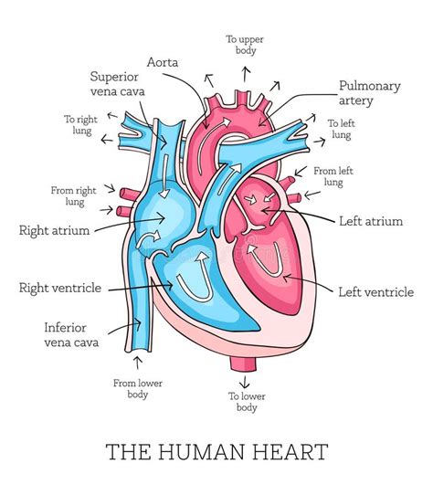 Hand Drawn Illustration Of Human Heart Anatomy Educational Dia Stock
