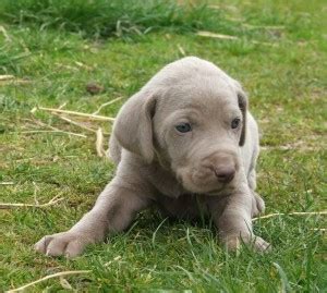 Weimaraner is friendly, fearless, alert, and obedient, all traits that make him an excellent companion and watchdog. Gold And Blue Weimaraner Puppies For Sale. for sale in ...