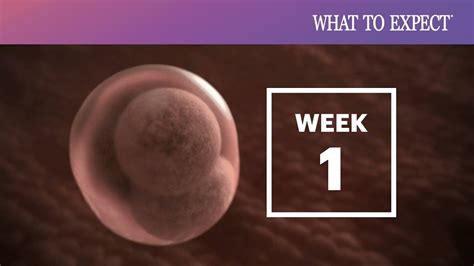 Fetal Development By Week How A Fetus Grows In Pregnancy 50 Off