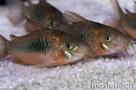 Bronze Corydoras Corydoras Aeneus Masterfisch