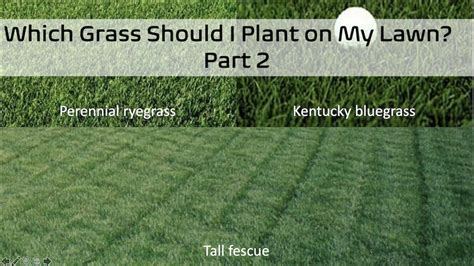 Tall Fescue Grass Vs Bluegrass
